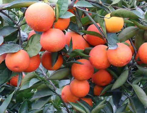 2014血橙新果成熟，下树在即！